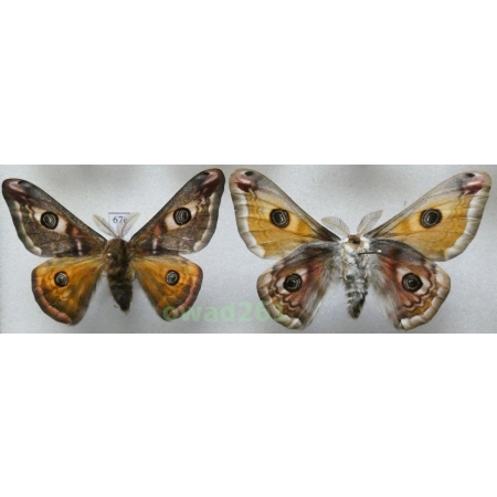 Saturnia pavonia (Linnaeus, 1758) 2xmale Poland67e